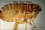 Fleas