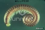 Millipedes